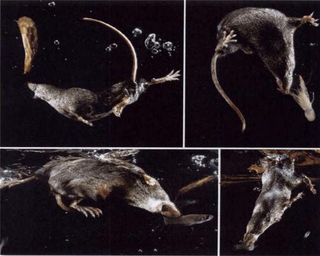 鼩鼱，水鼩鼱喂养幼崽