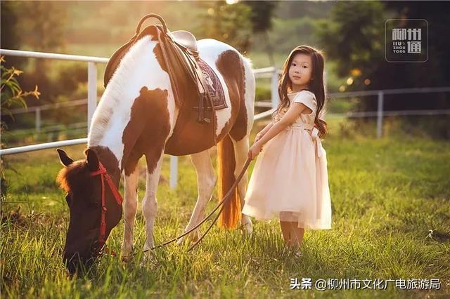 柳城县旅游攻略，攻略柳人游柳