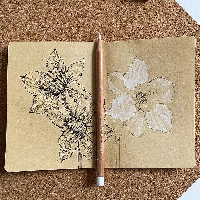 妙笔生花水墨画教程，教科书级别的植物线描