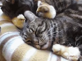 猫咪的4种睡姿代表什么，猫睡姿里藏着这些秘密