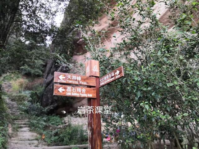 马头岩肉桂是高档茶吗，武夷岩茶肉桂是好茶吗（马头岩肉桂为什么紧随牛栏坑肉桂之后）