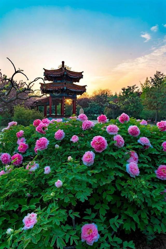 春天踏春赏花时间表，2023春日赏花踏青去哪