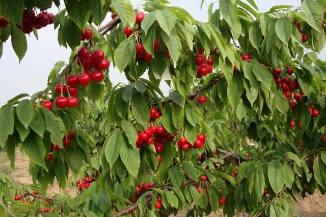 大樱桃的种植条件与技术，大樱桃种植和管理技术