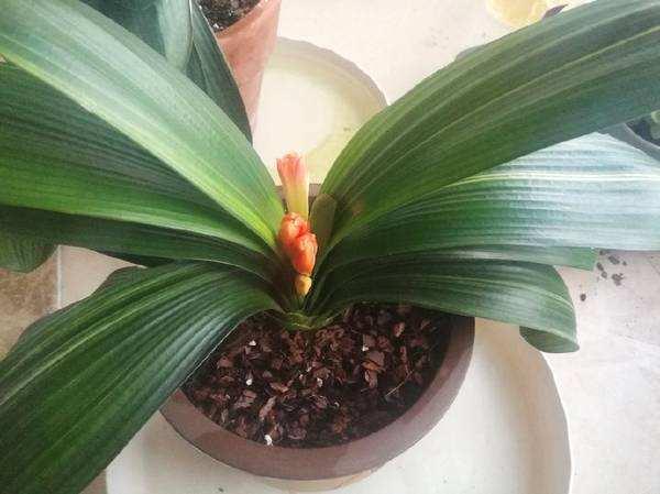 君子兰夹箭的快速解决方法，君子兰夹箭了