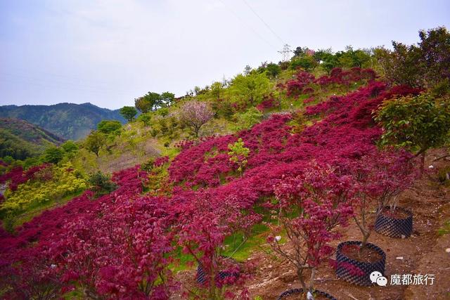 四明山好玩的景点大全，四明山游记