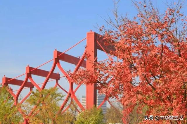 扬州二日游自由行攻略，秋未尽冬已来这场12小时的扬州寻美之旅
