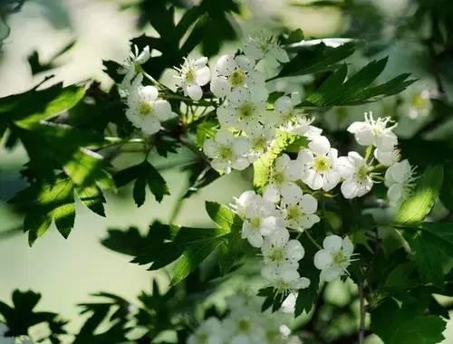 一年四季都有什么花开花期，100种花开时间表组图