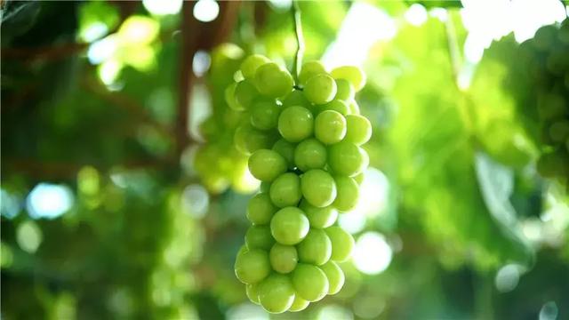 吃过云南这十种名果的人，云南十种野果吃法