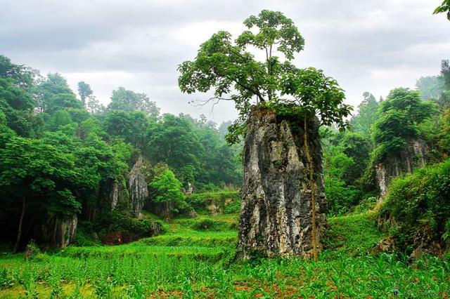 石林风景区图片，铜仁石林风景区（拥有全省最大的天然石林景观）
