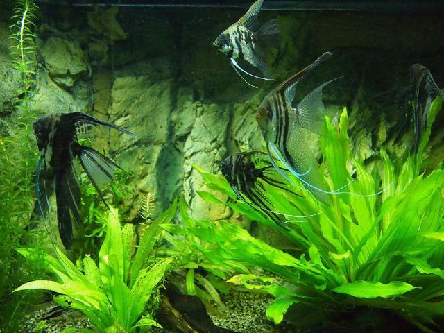 神仙鱼的习性和饲养，神仙鱼，你们认识吗