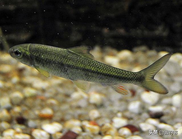 长江名贵鱼前十名，有哪些名贵的淡水鱼（国内最昂贵的10种鱼类）