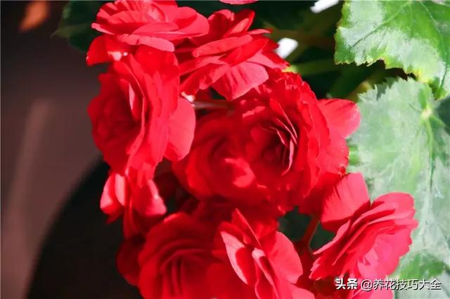 四季开花的花卉，十种四季开花的花卉有哪些（俏丽多姿的花卉）