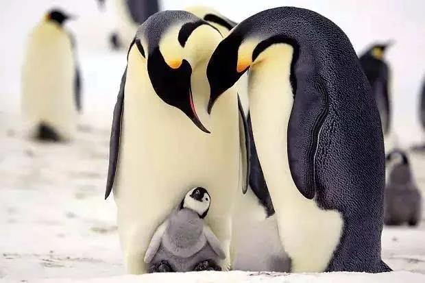 南极最大的大企鹅，最早的企鹅北极大企鹅