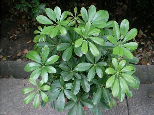 鹅掌柴怎么扦插，鸭掌木的扦插方法时间（扦插鸭脚木很简单）