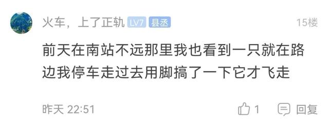 野生的咕咕鸟吃果实还是泡水喝，咕咕咕咕咕咕