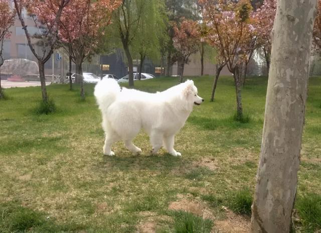 星期狗的特点和习惯，如果狗狗有这些特征