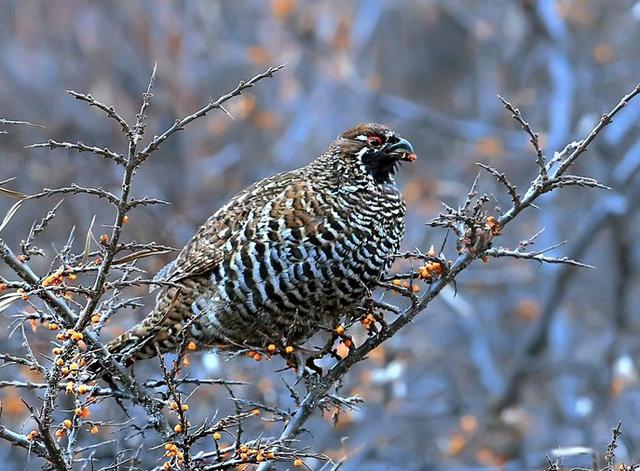 正确区分驴肉和骡子肉，你吃到的驴肉是真的吗
