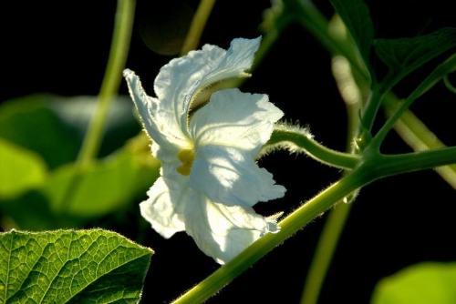 十大好看的花名称，名字还这么好听