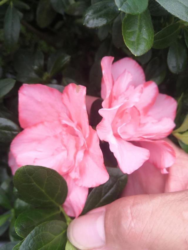 皋月杜鹃开花后怎么处理，皋月杜鹃怎么养护