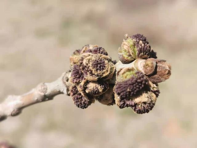 清明适合赏花的地方，纷纷春雨过后是最美人间四月天