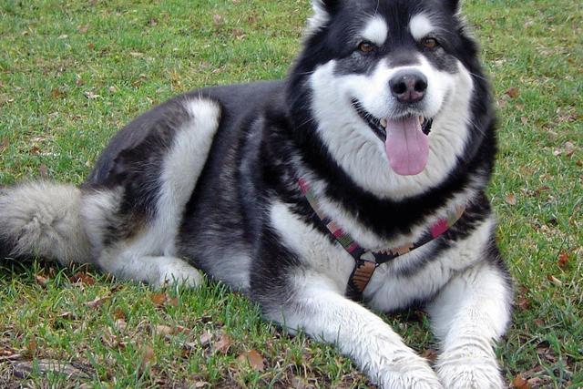 10种最好养的狗是什么狗，最受欢迎的8种大狗