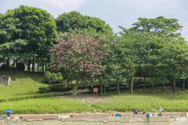 观澜河湿地公园，深圳十个免费特色花海