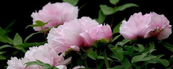 牡丹花品种大全，牡丹花的养殖方法