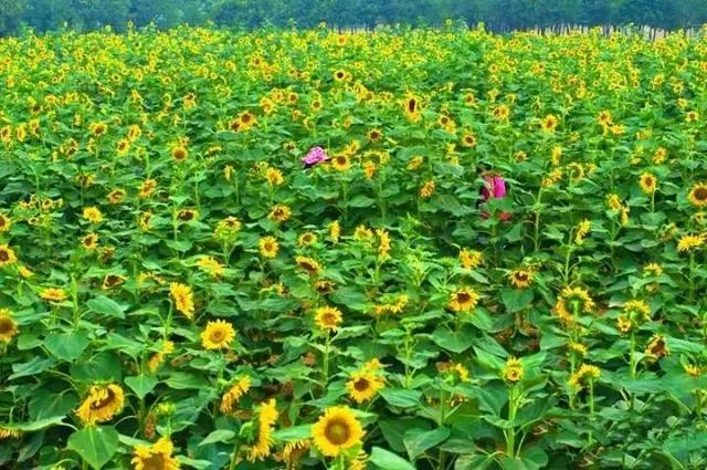 郑州周边免费景点，郑州最近免费旅游景点大全（不出郑州的8个赏花遛娃地）