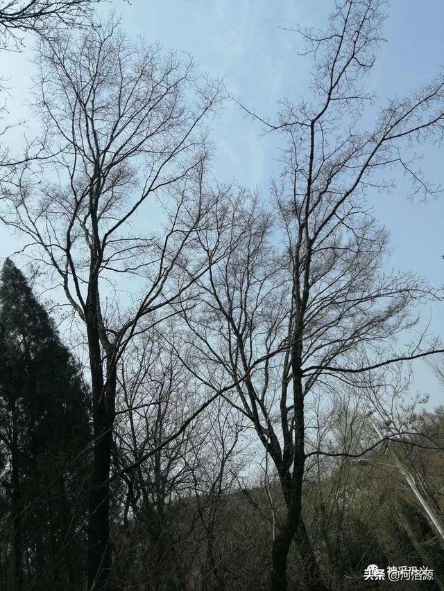 流苏树是什么树，流苏树的形态特征介绍