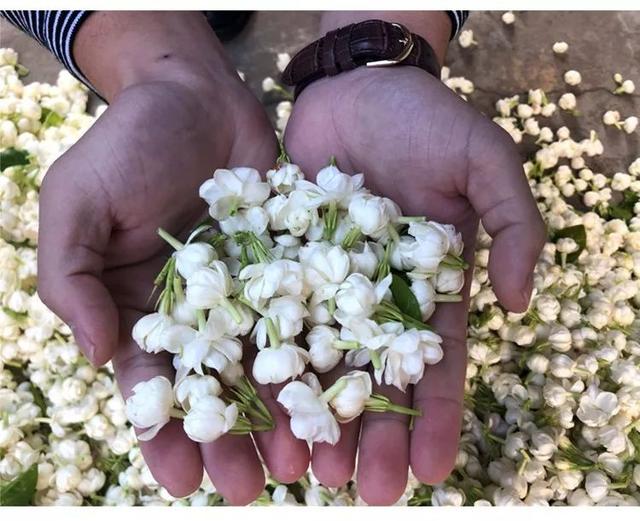 茉莉花茶的作用养护方法，茉莉花茶就是用茉莉花泡的