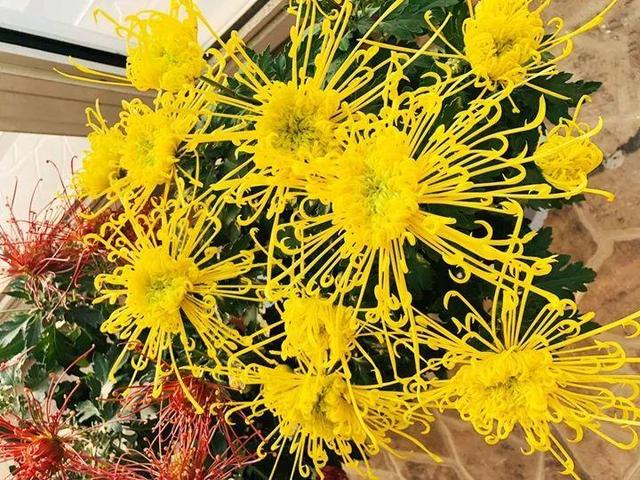 君子兰怎么浇水，君子兰正确浇水原则（这才是最正确的方法）