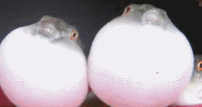 河豚是最常见却又最昂贵的东西，它到底生活在河里还是海里