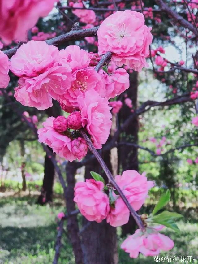 春夏秋冬四季什么花好看，这十种花几乎一年四季都开花