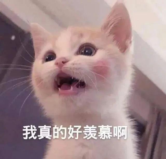 失落猫咪表情包，表情包憨憨猫咪