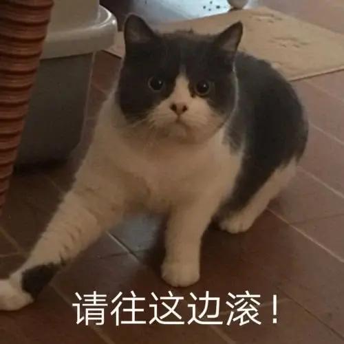失落猫咪表情包，表情包憨憨猫咪