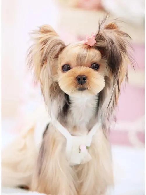 什么狗比较好养，十大公认最好养的狗狗