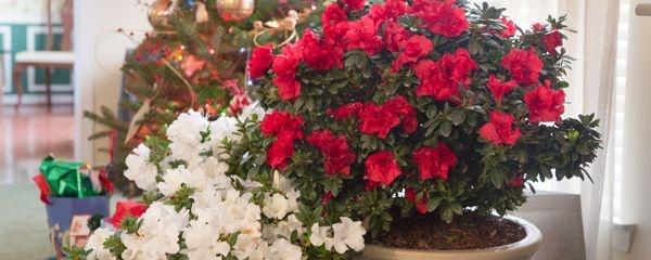 杜鹃花怎么养更旺盛，掌握3个“技巧”