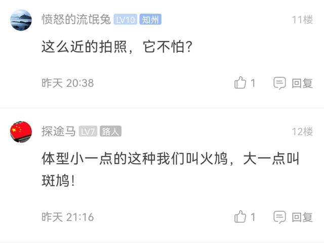 野生的咕咕鸟吃果实还是泡水喝，咕咕咕咕咕咕