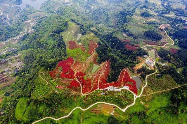 南湖多彩植物园，这个季节重庆哪些地方旅游最适合（邀你来看“漫山红”）