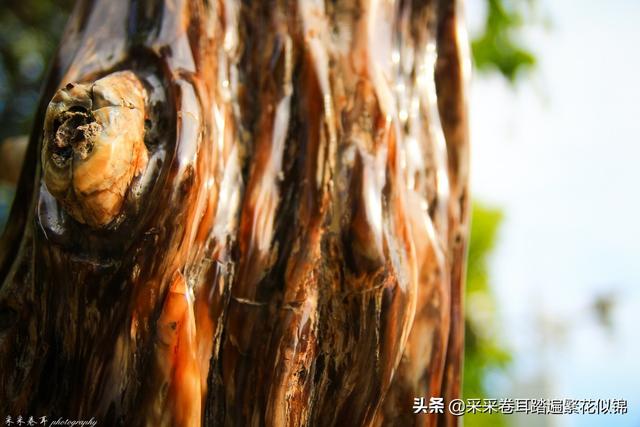 云南瑞丽一寨两国，云南瑞丽游（云南德宏州瑞丽市中国缅甸一寨两国啥样）
