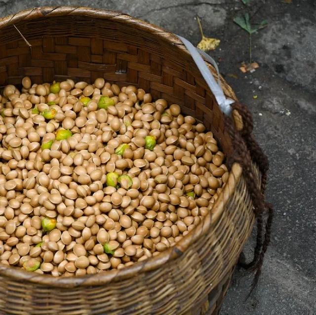 十一假期出游可畅玩银杏湖乐园，湖光山色风景迷人