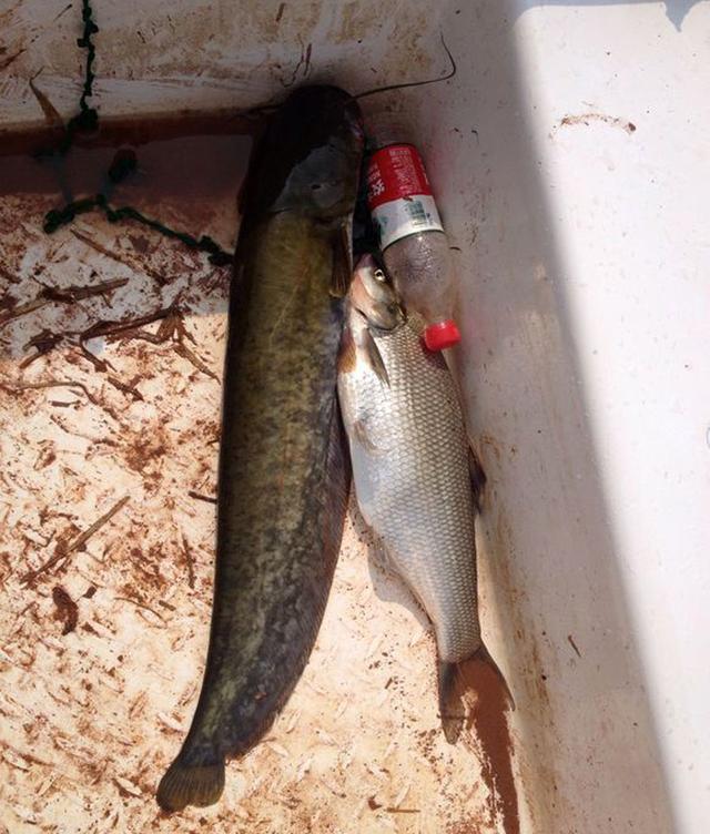 大翘嘴怎么钓上鱼最快，分享三种钓翘嘴的方法