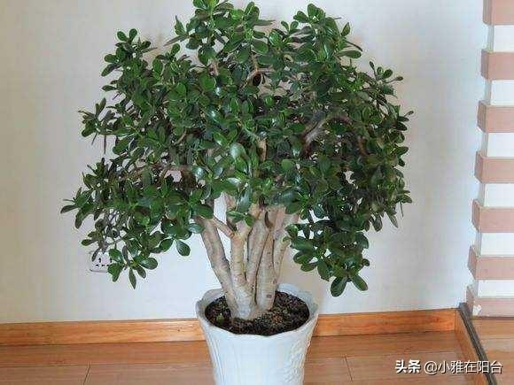 玉树怎么养才能长得快长得高，需掌握5个“小绝招”