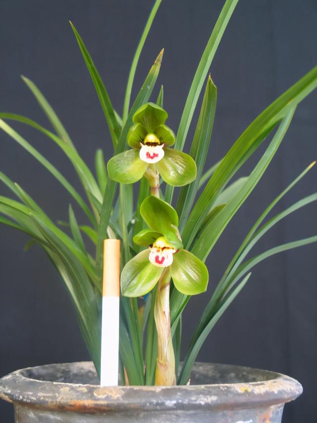 家庭适合养哪种兰花，一盆这样的兰花可以在北京换一套房子