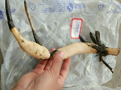 如何种植荷花，秋天还有大收获