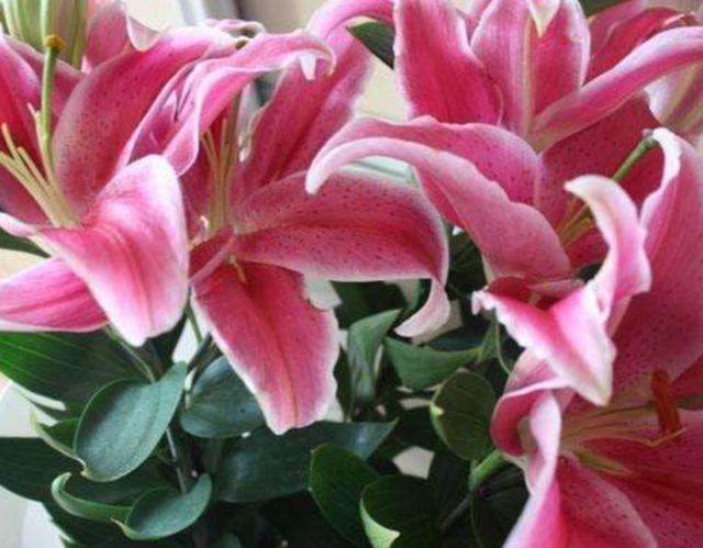 百合花要怎么养才开花好看，百合花花期这样养
