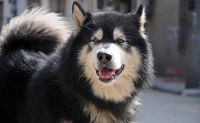 什么狗比较好养，十大公认最好养的狗狗