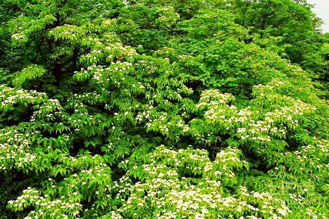 珙桐是什么植物，珙桐的资料简介（它的价值好比植物界里的“大熊猫”）