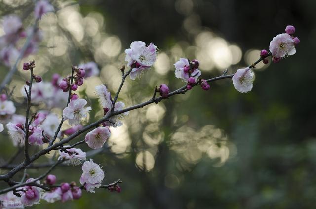杏花开的时节去赏花，又是一年杏花开