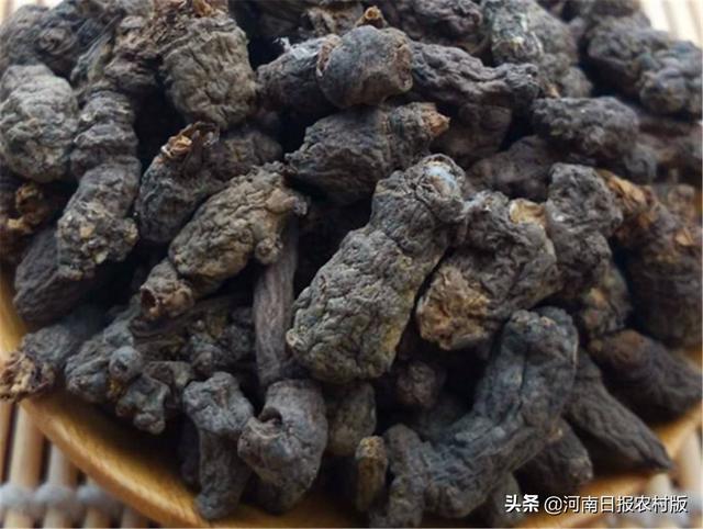 千年老鼠屎也能换钞票，土里长的千年老鼠屎